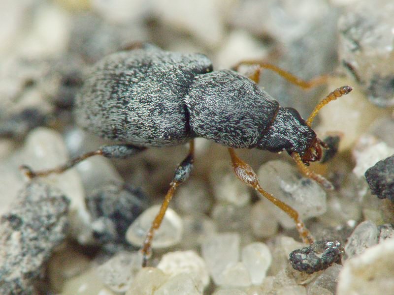 Bruchela rufipes Olivier, 1790